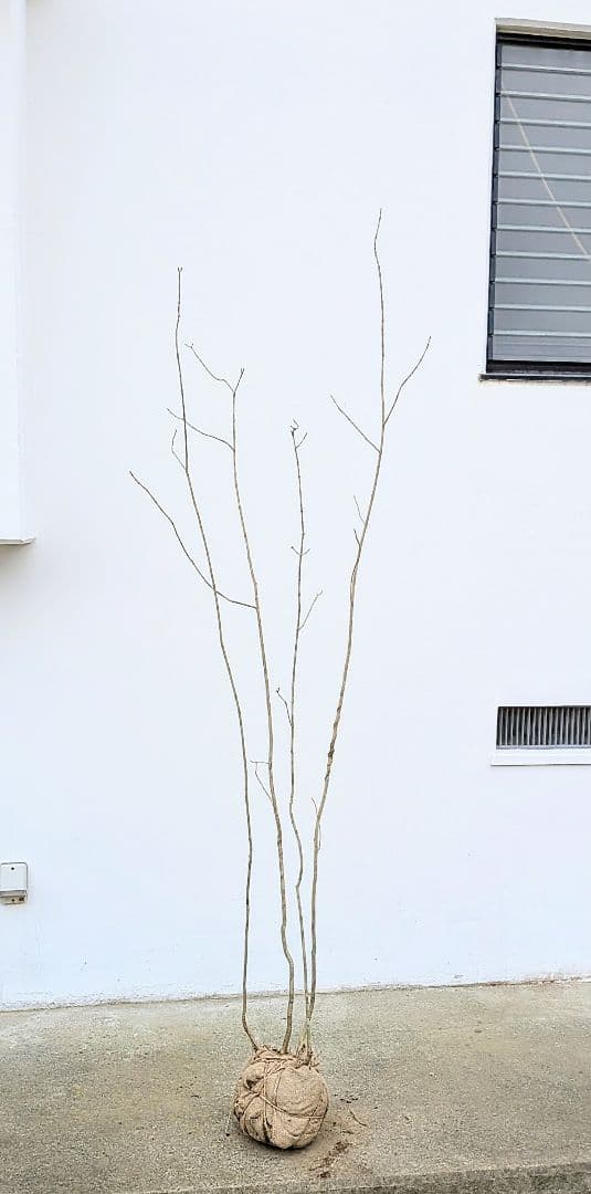 山採りアオダモ。