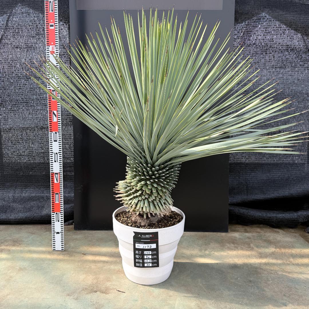【AL1178】ユッカ　ロストラータ　超極太　 珍品
