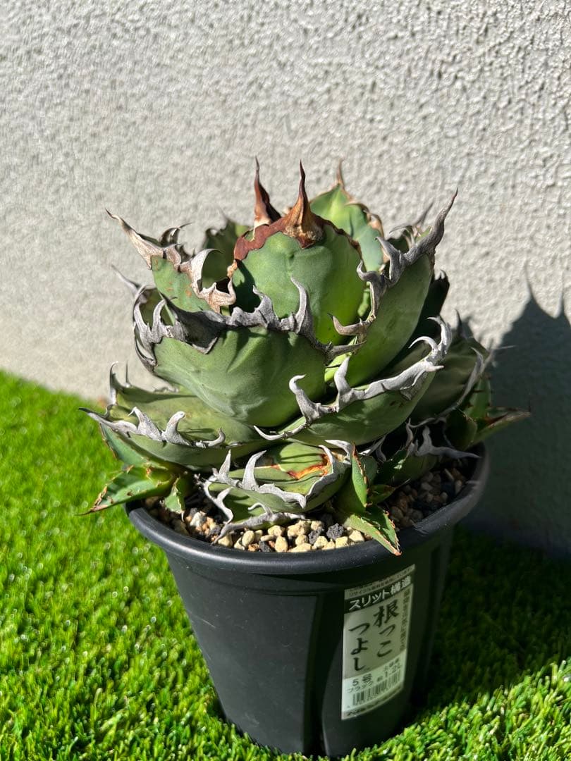 アガベ チタノタ　シーザー　コレクション株　トニー血統　親株出品