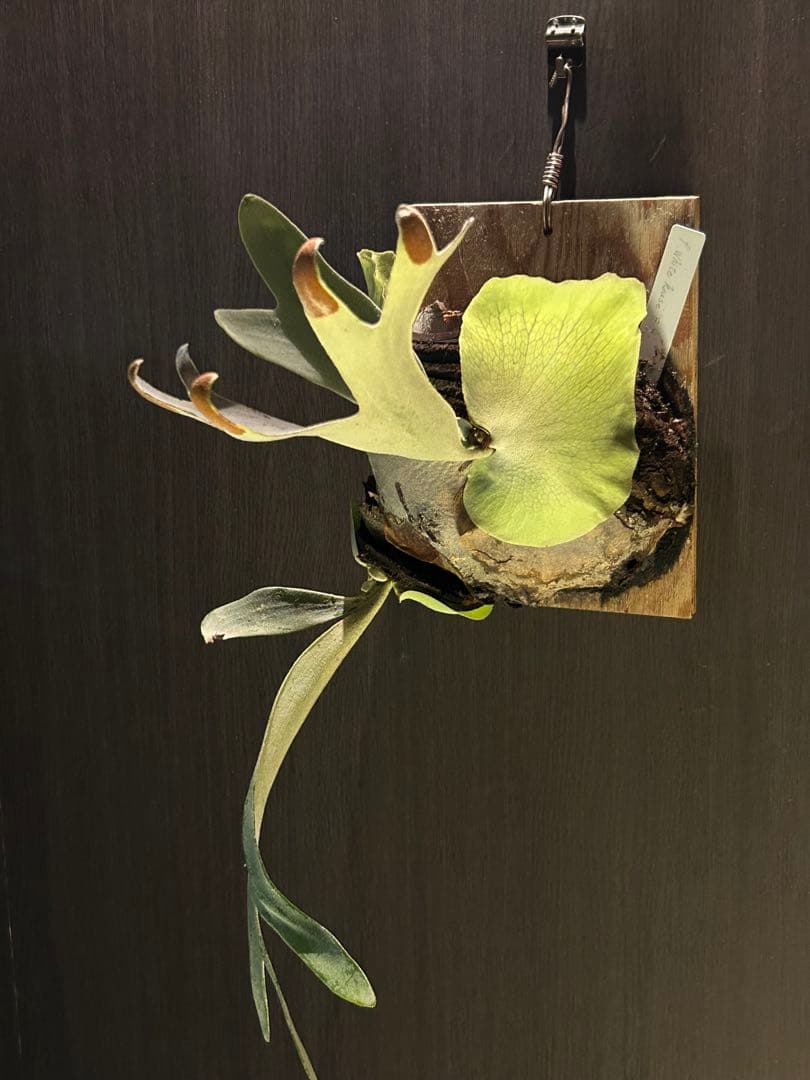 P.White House #4 ホワイトホース　親株と子株二つ