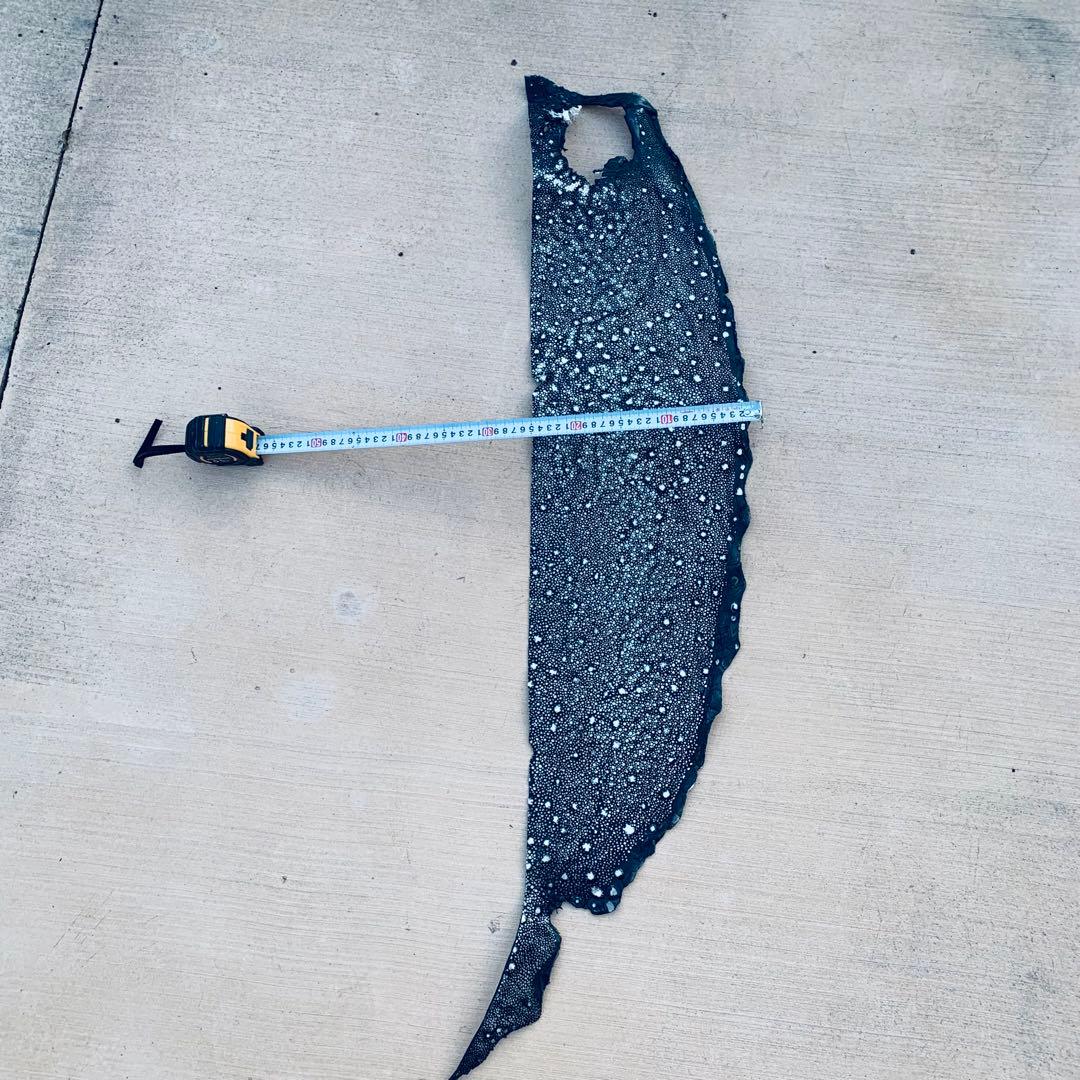 24) イバラエイ スター カイラギ エイ革 stingray ガルーシャ