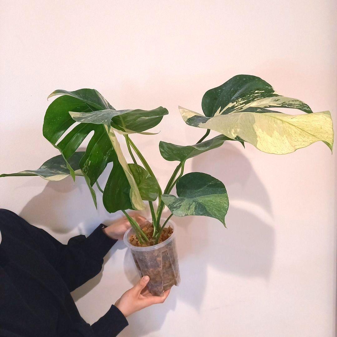 モンステラ ボルシギアナ ミント 特大