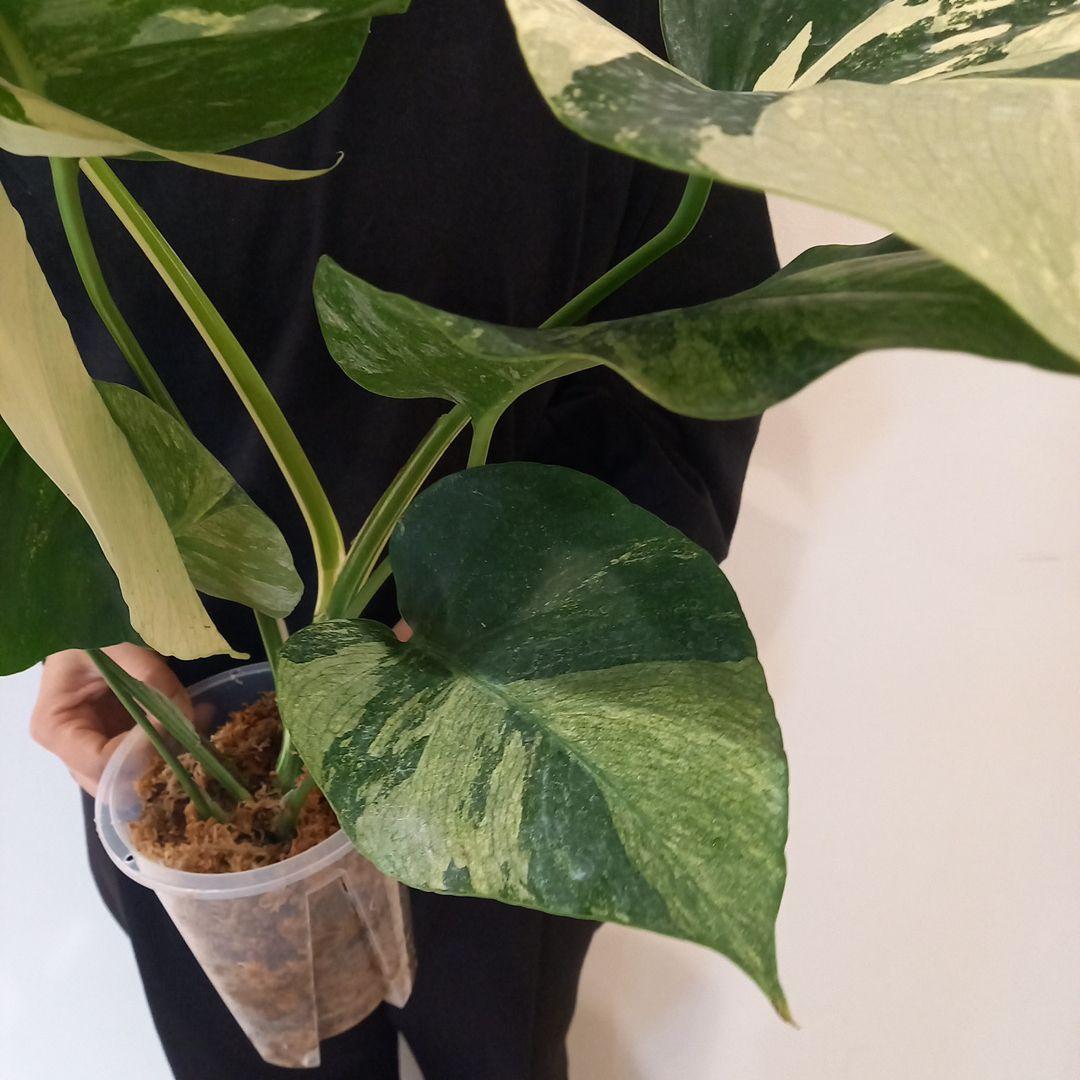 モンステラ ボルシギアナ ミント 特大