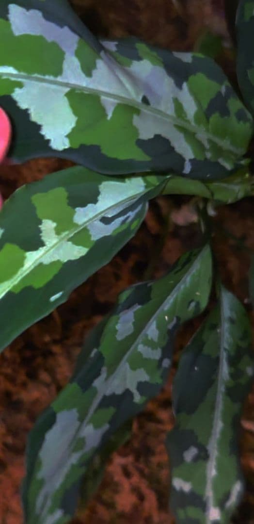 アグラオネマピクタム　aglaonema 現地輸入便