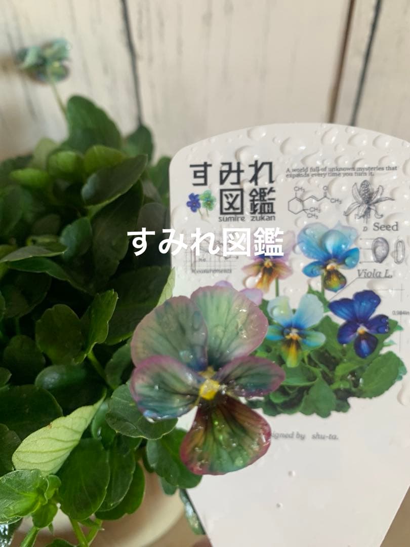 わ*び様 すみれ図鑑　1苗 他