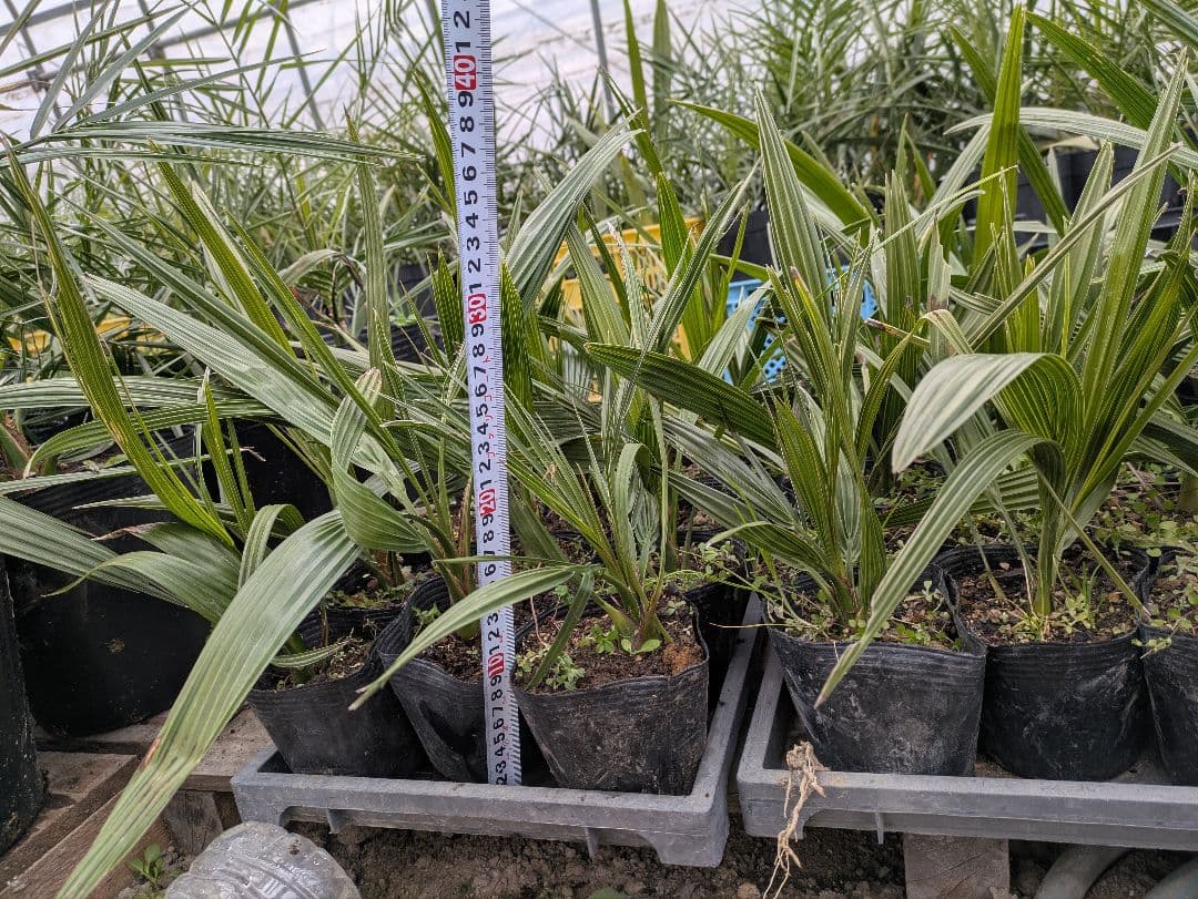 元気そうなのを厳選　カナリーヤシ50株