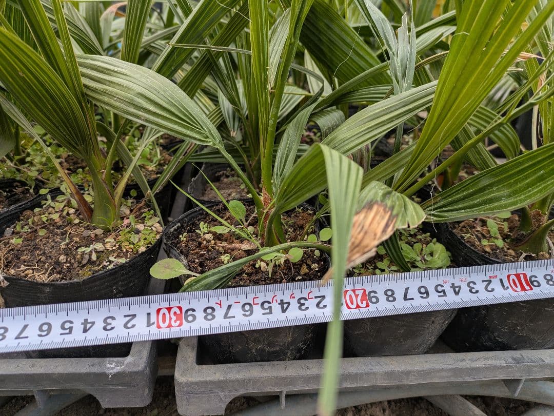 元気そうなのを厳選　カナリーヤシ50株