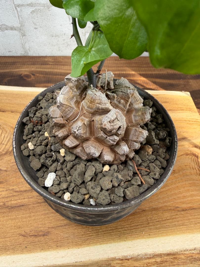 長谷川　亀甲竜　鉢付き　タグ付き　長谷川園芸