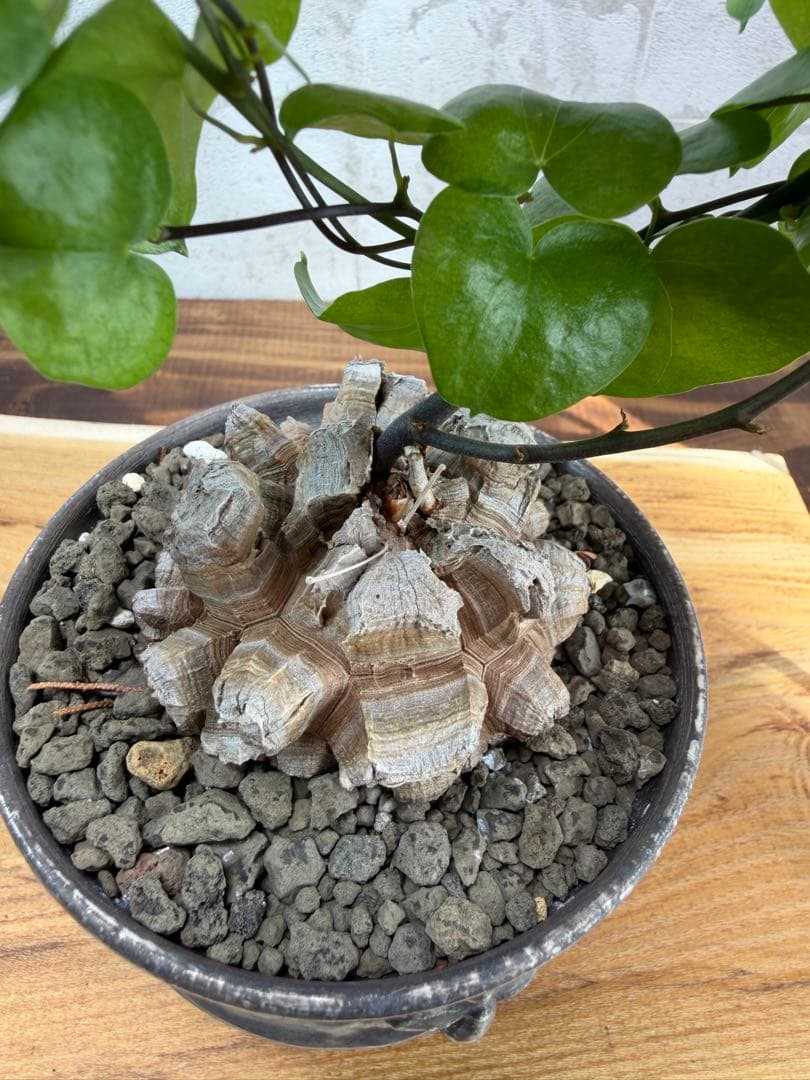 長谷川　亀甲竜　鉢付き　タグ付き　長谷川園芸