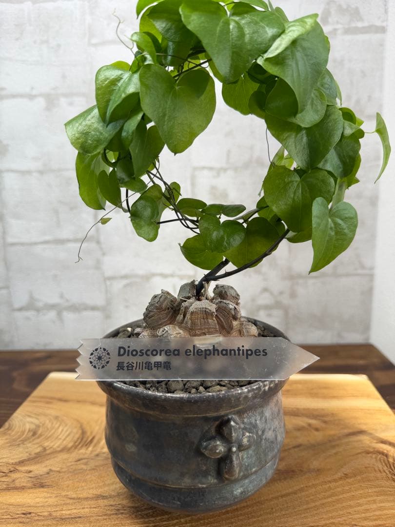 長谷川　亀甲竜　鉢付き　タグ付き　長谷川園芸