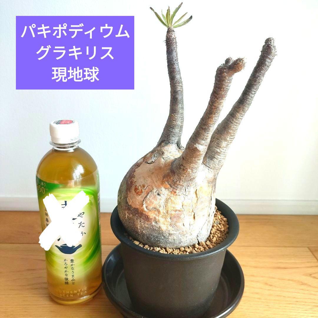 ★値下げ★パキポディウム　グラキリス　現地球【匿名配送】