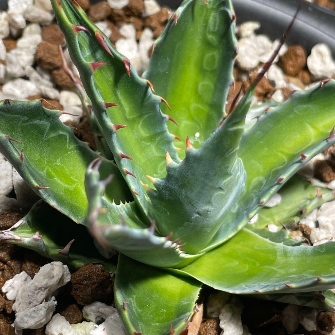 アガベ モンタナ 中斑 検) オリザバ トランカータ 斑入り