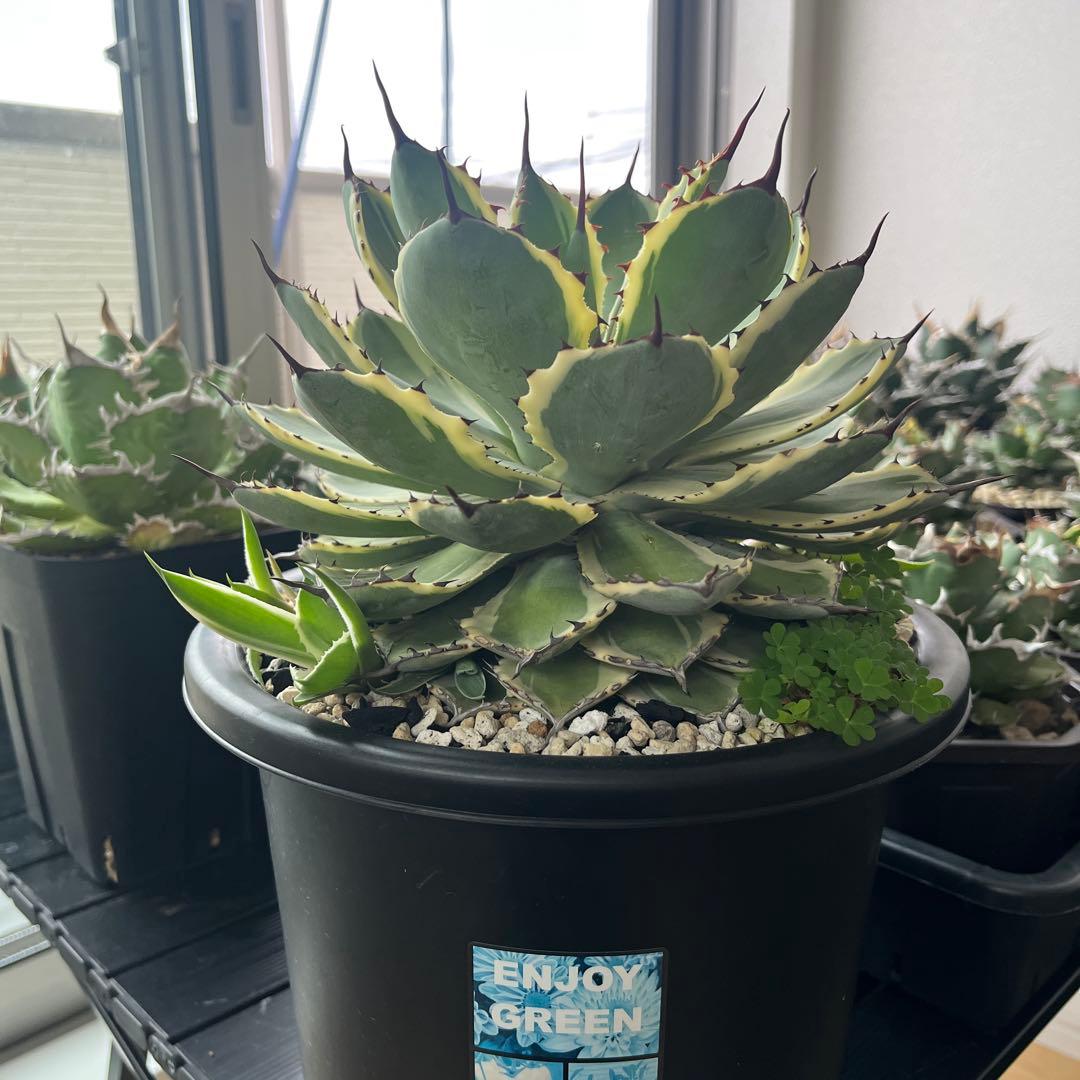 アガベ　吉祥冠錦