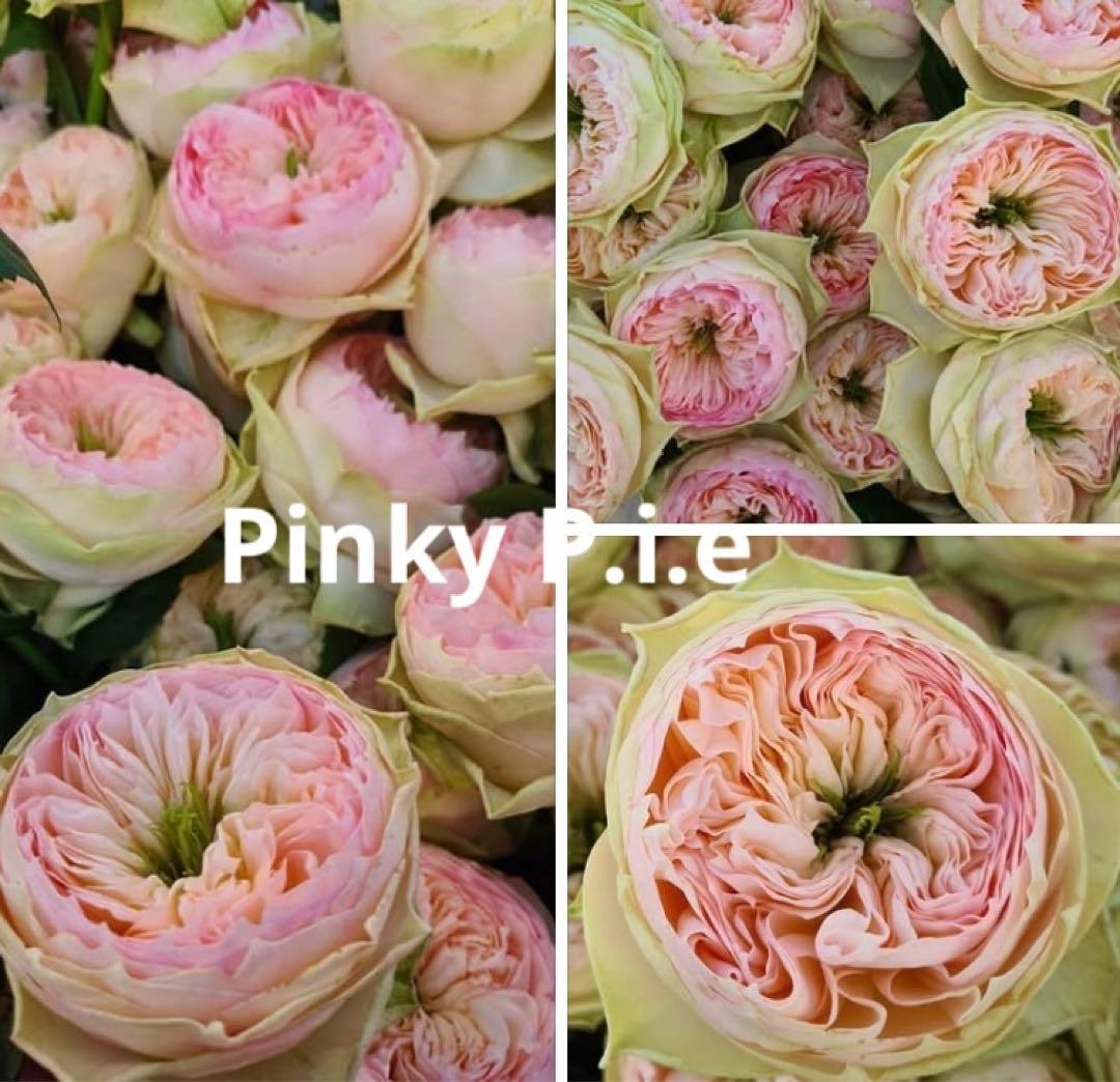 レア　希少　バラ苗　切り花品種　Pinky Pi.e 8号鉢