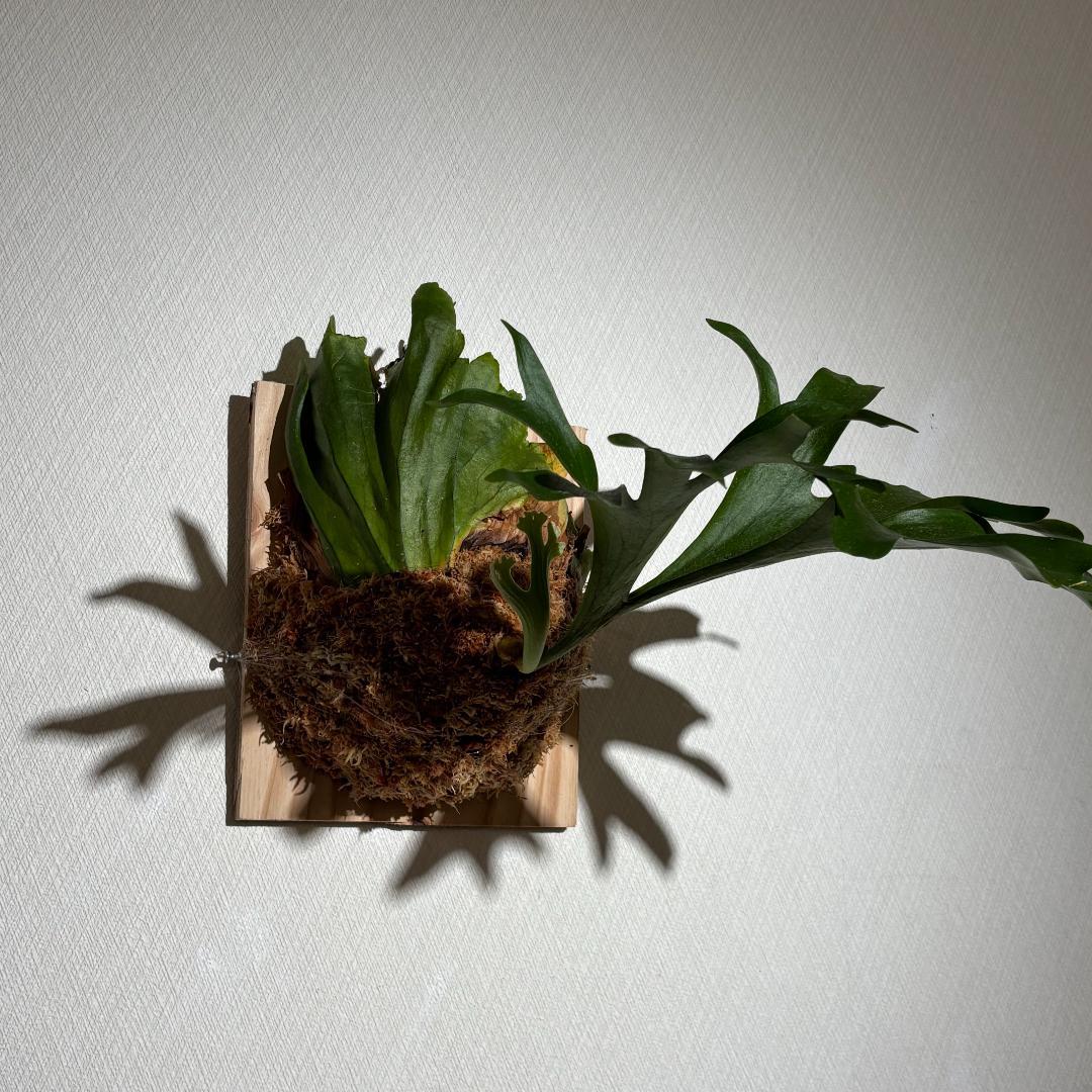 【あき】ビカクシダ キッチャクード