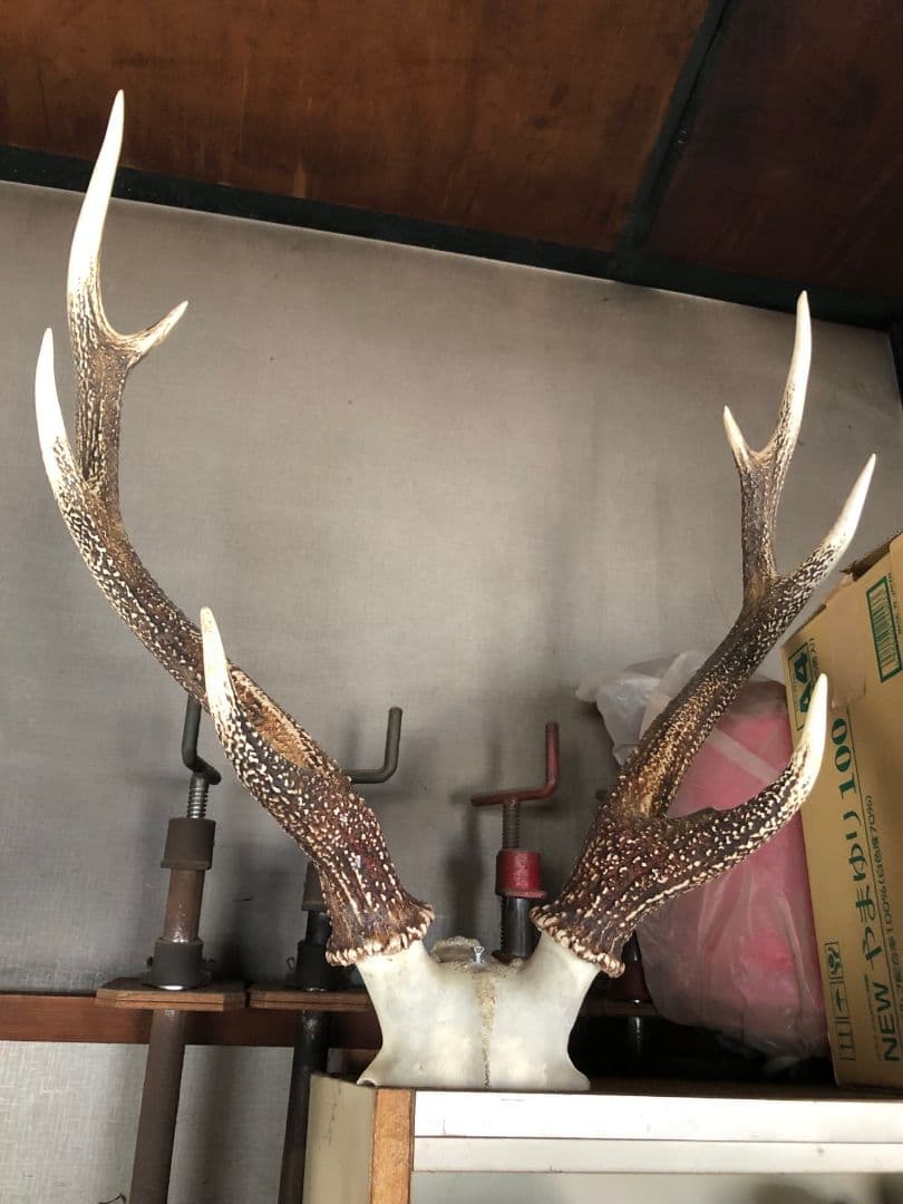 鹿の角（左右均等）