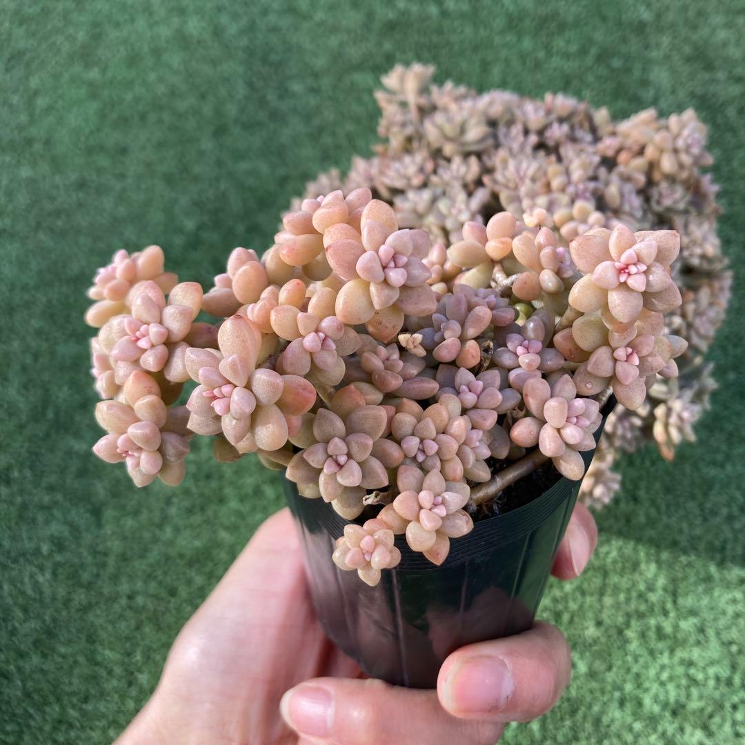 ご確認用　多肉姫秋麗