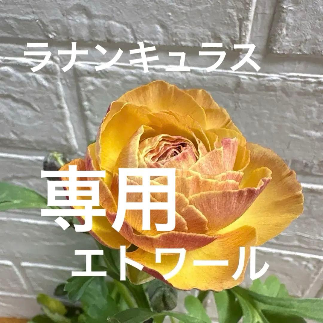 【現品】Bレア♡ラナンキュラス♡エトワール♡花苗うえた♡3.5号♡メルカリ便