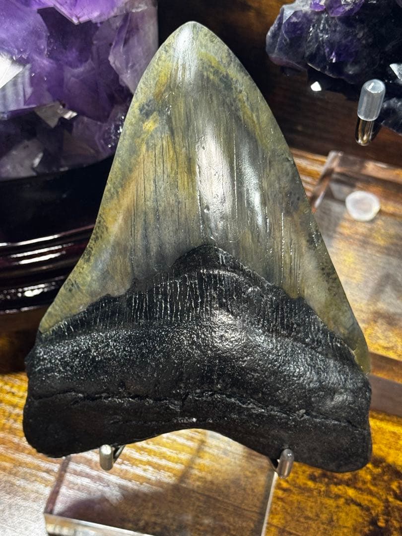 メガロドン　歯の化石