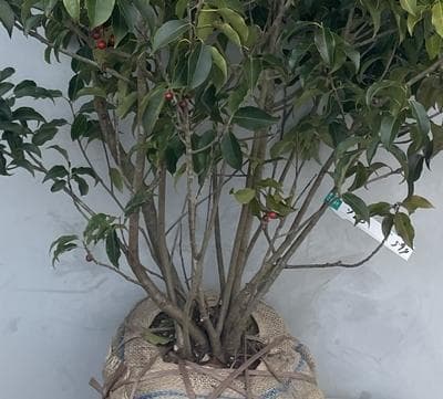 《現品》ソヨゴ　株立ち(雄雌株・オスメス株)　樹高1.5ｍ（根鉢含まず）594