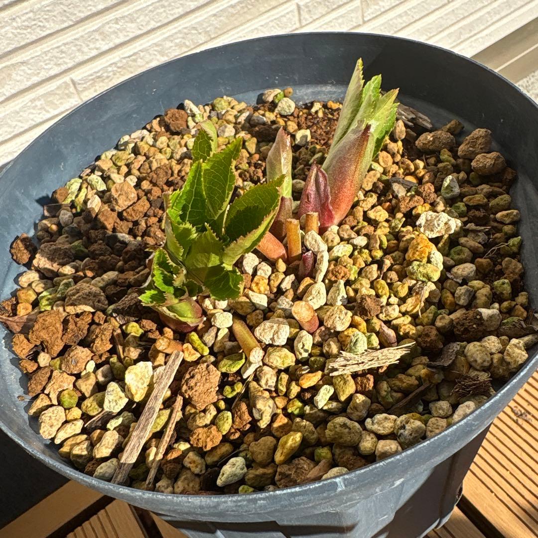 い*さ様 クリスマスローズ　花芽あり