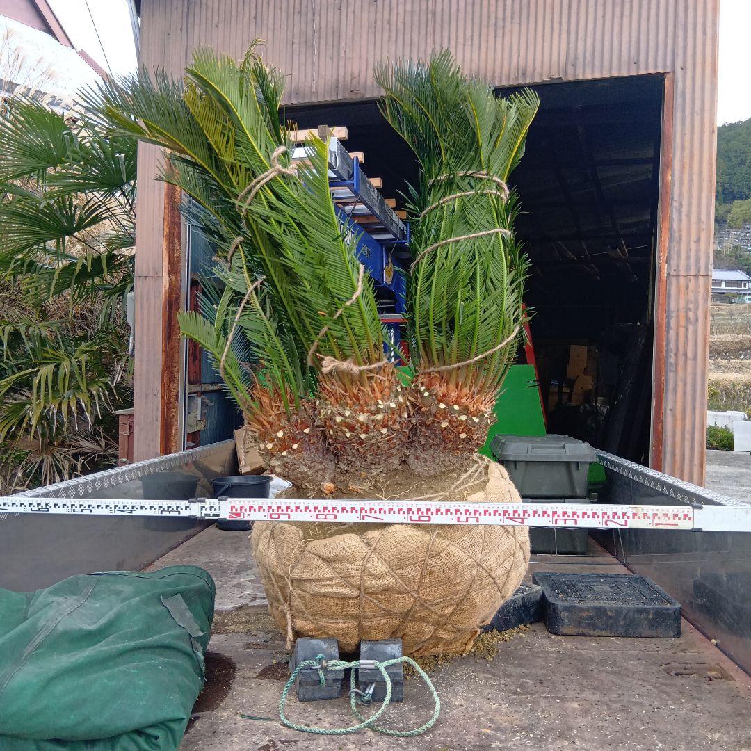 ソテツ（巨大株）インテリア用