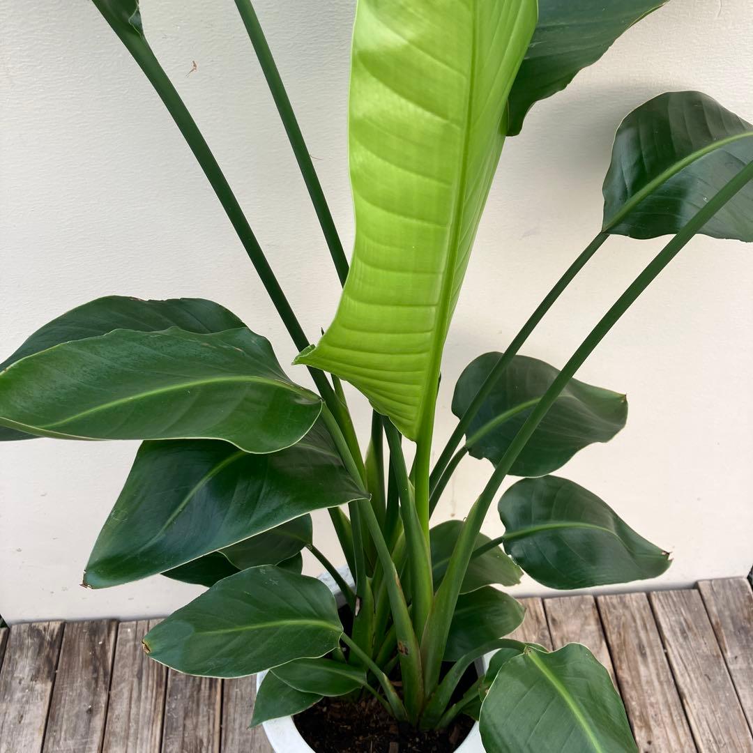 ストレチア　オーガスタ3本植え　鉢皿付き