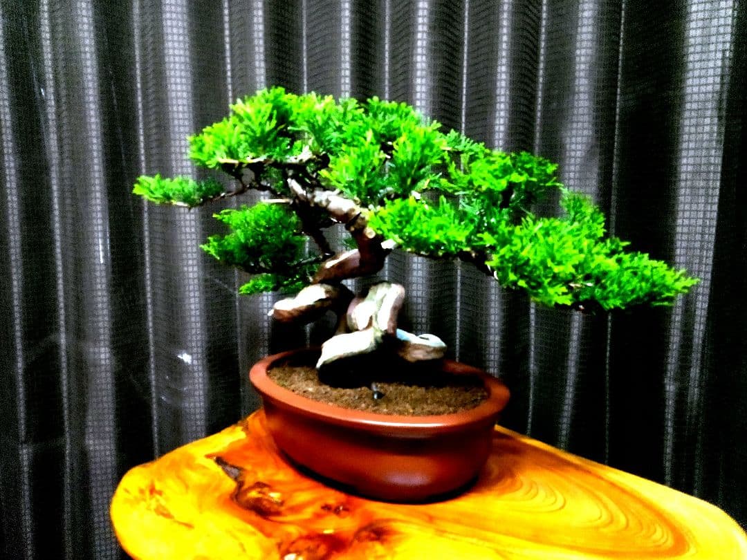 【貴風　糸魚川真柏盆栽】　　　　⭕幹曲一級品❗ ★あきちゃん様…専用★