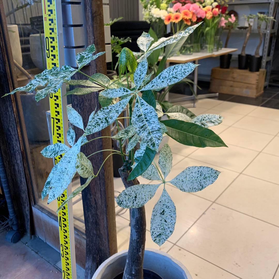 パキラ ミルキーウェイ ファイバー鉢 お皿付き