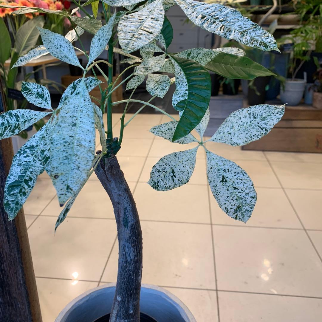 パキラ ミルキーウェイ ファイバー鉢 お皿付き