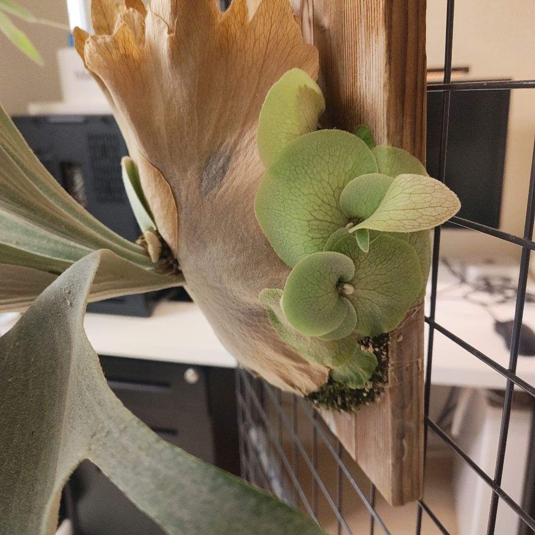 P.Andinum x P.Banna #A 現品