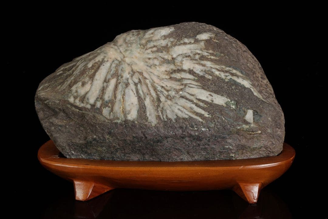 菊花石 菊紋石 一輪 白菊 台座付 2.2kg 鑑賞石 原石 水石 盆石 飾石