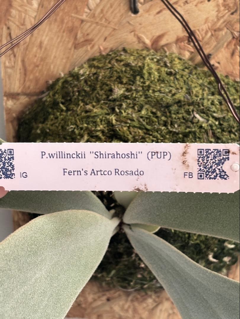 P.willinckii “Shirahoshi” (PUP)