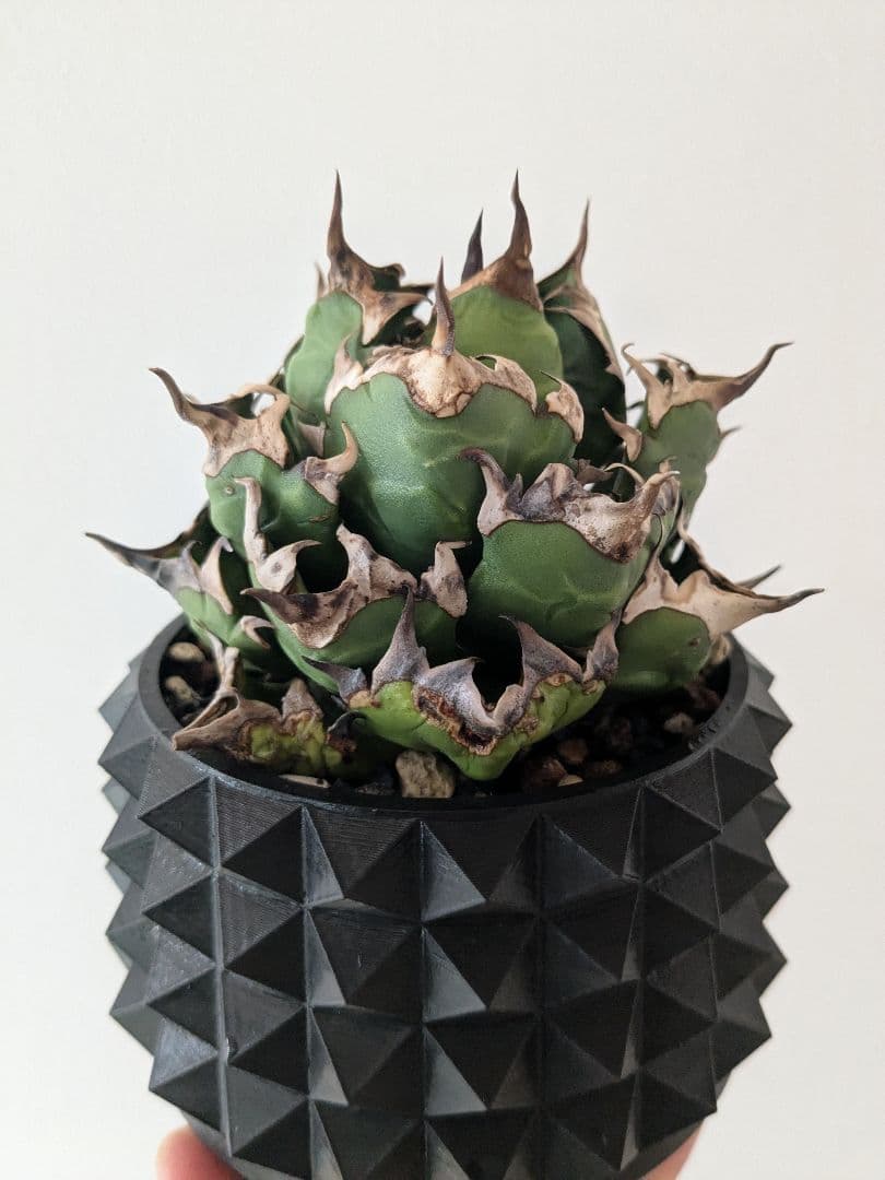 アガベチタノタ　姫厳竜　ボール型