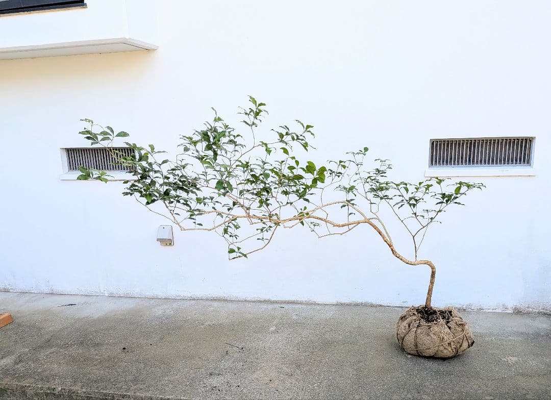 流れる雲のように。山採りアセビ。