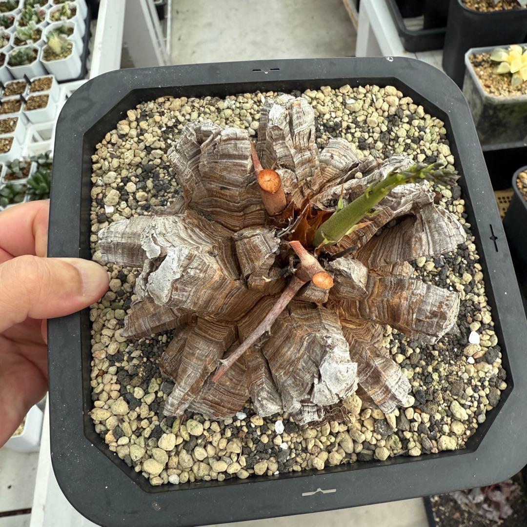 多肉植物 アフリカ亀甲竜 真丸！美株 11.5cmぐらい 宅急便鉢そのまま発送