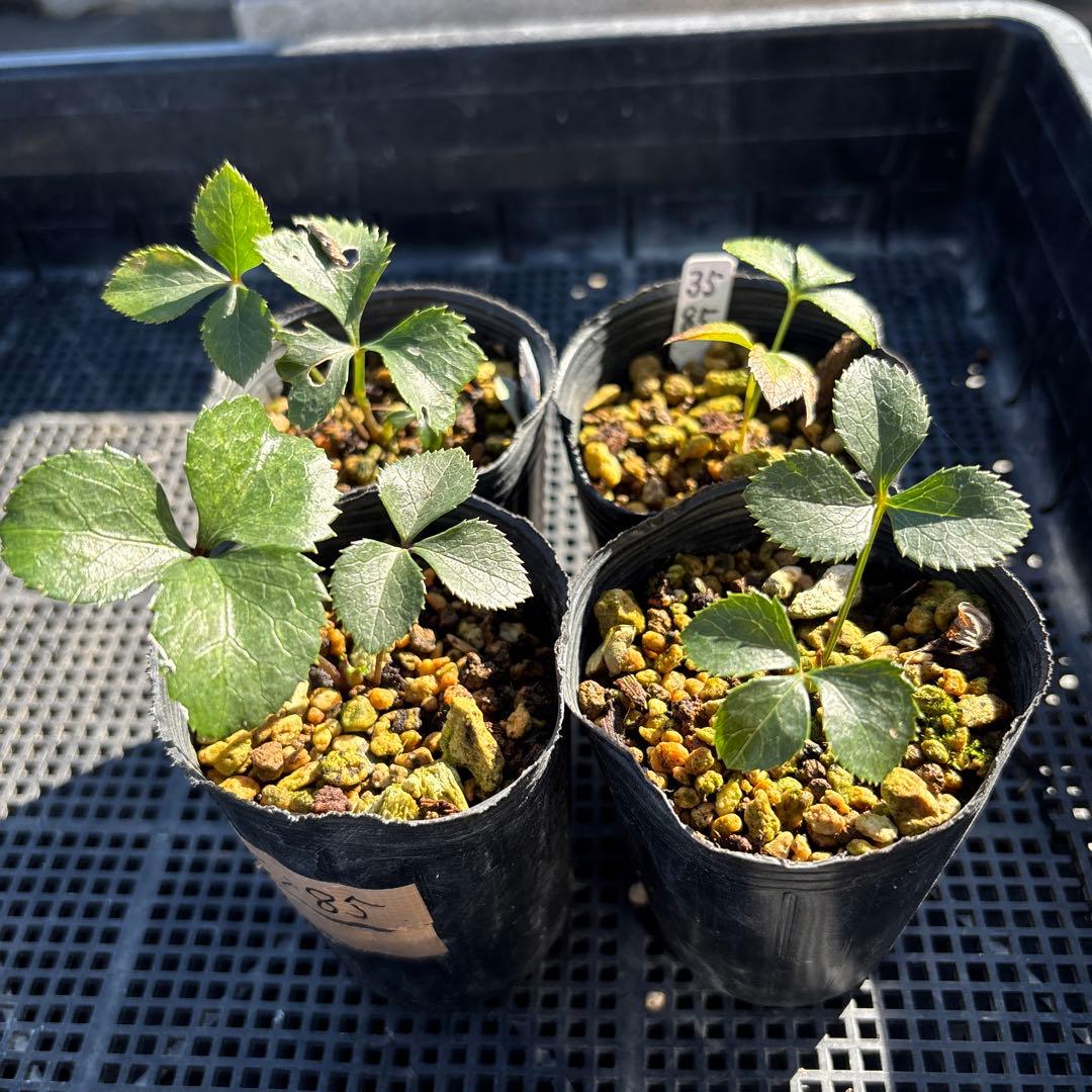 ピンクスパイラル×多弁ソレイユ★クリスマスローズ苗