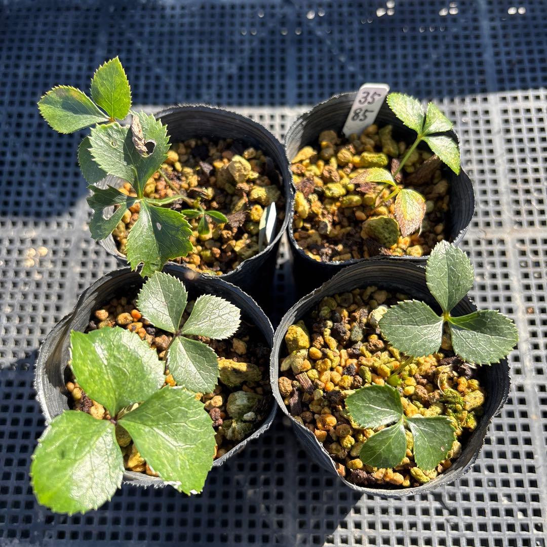 ピンクスパイラル×多弁ソレイユ★クリスマスローズ苗