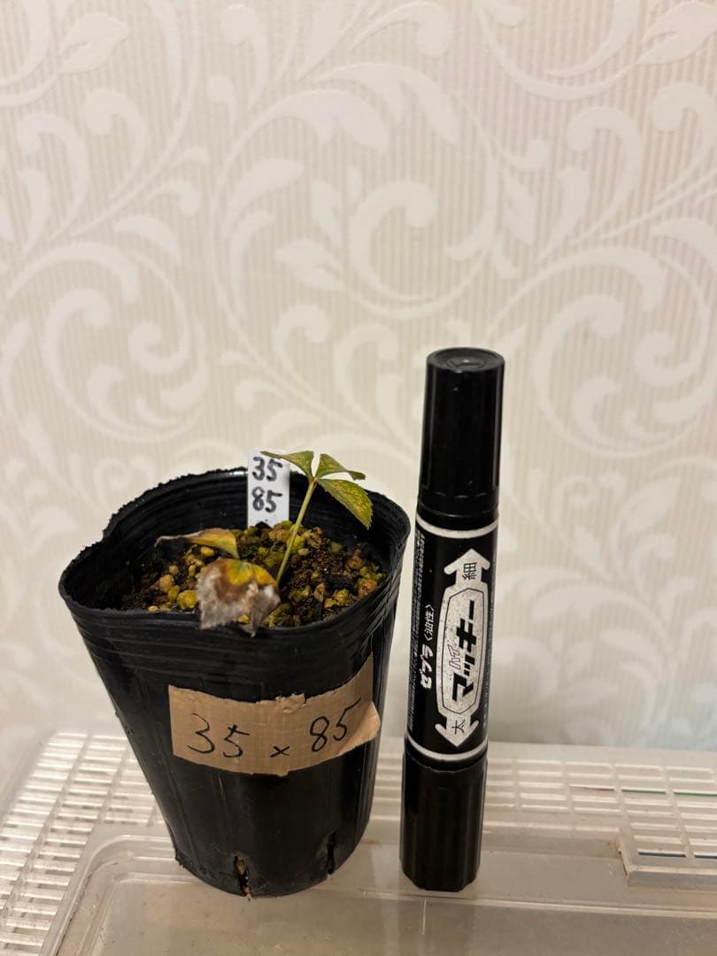 ピンクスパイラル×多弁ソレイユ★クリスマスローズ苗