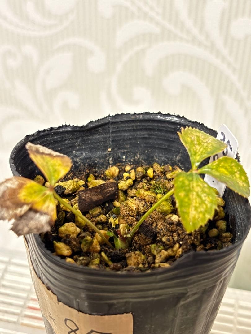 ピンクスパイラル×多弁ソレイユ★クリスマスローズ苗