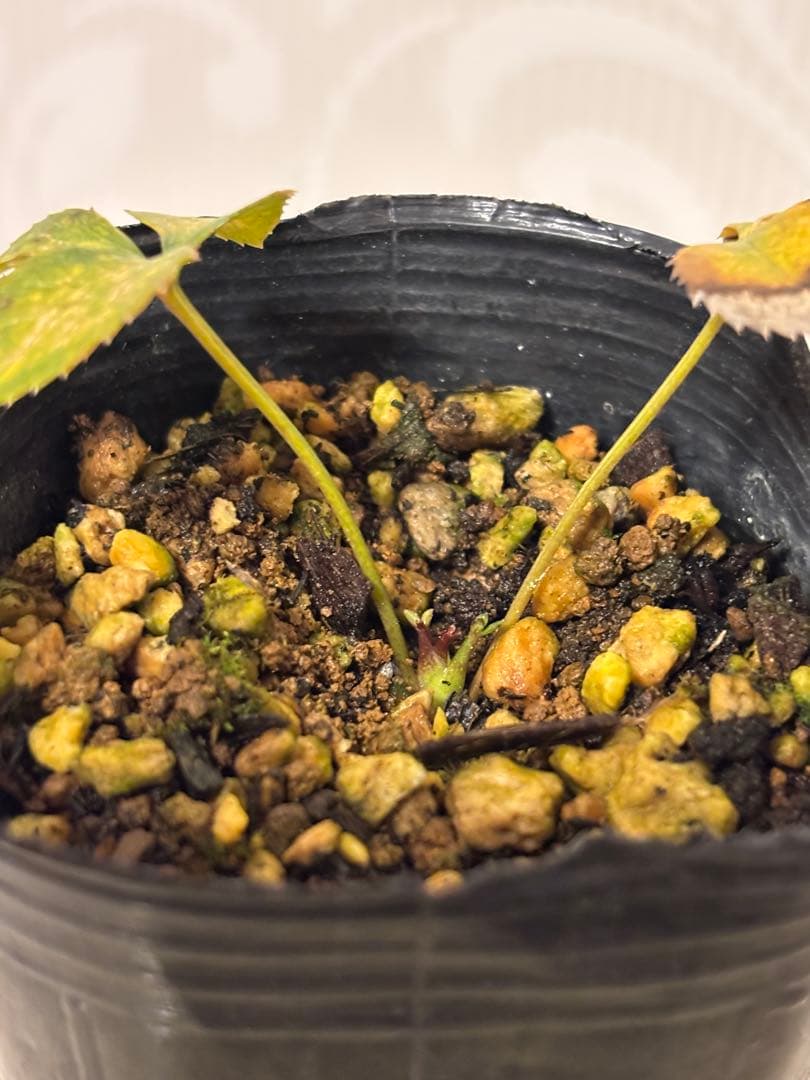 ピンクスパイラル×多弁ソレイユ★クリスマスローズ苗