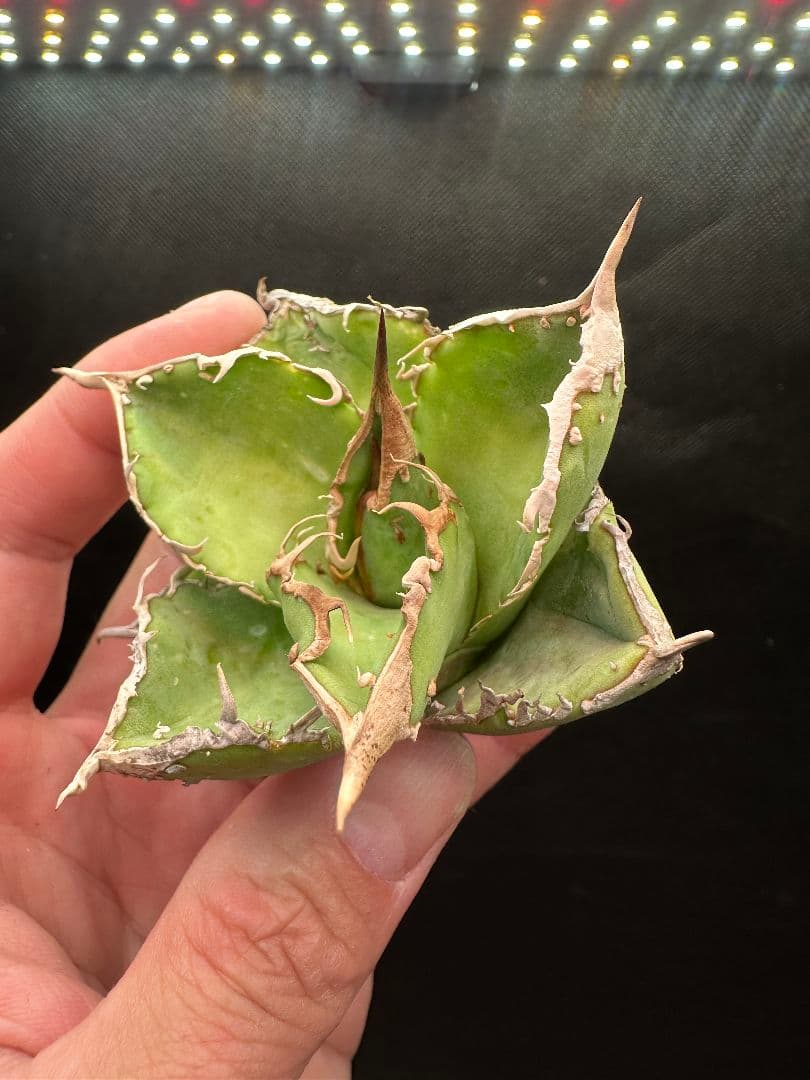 星空 ブツブツ系 極上コンパクトタイプ_11