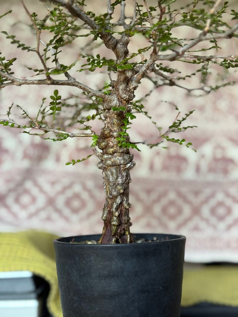 オペルクリカリア パキプス　 Operculicarya pachypus 実生