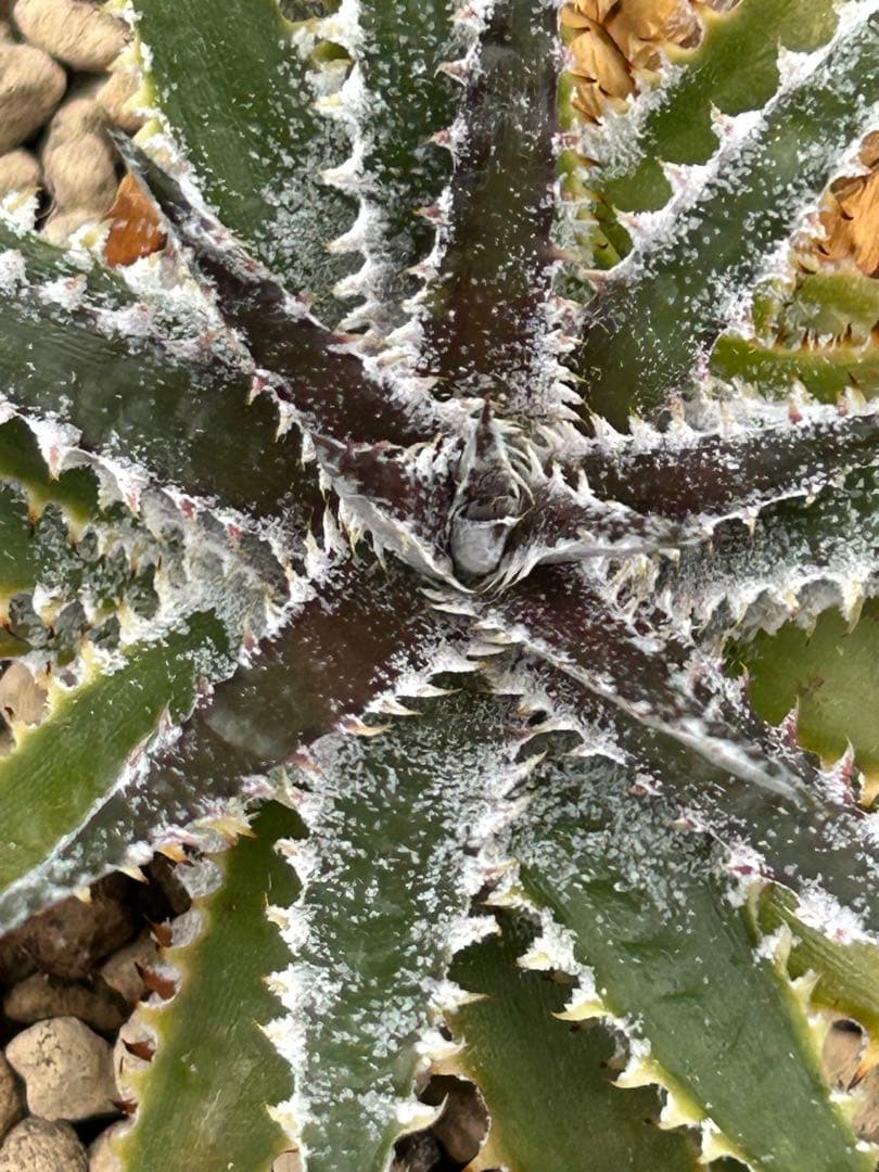 DBディッキア Dyckia Arizona x BS small #118 ⑷