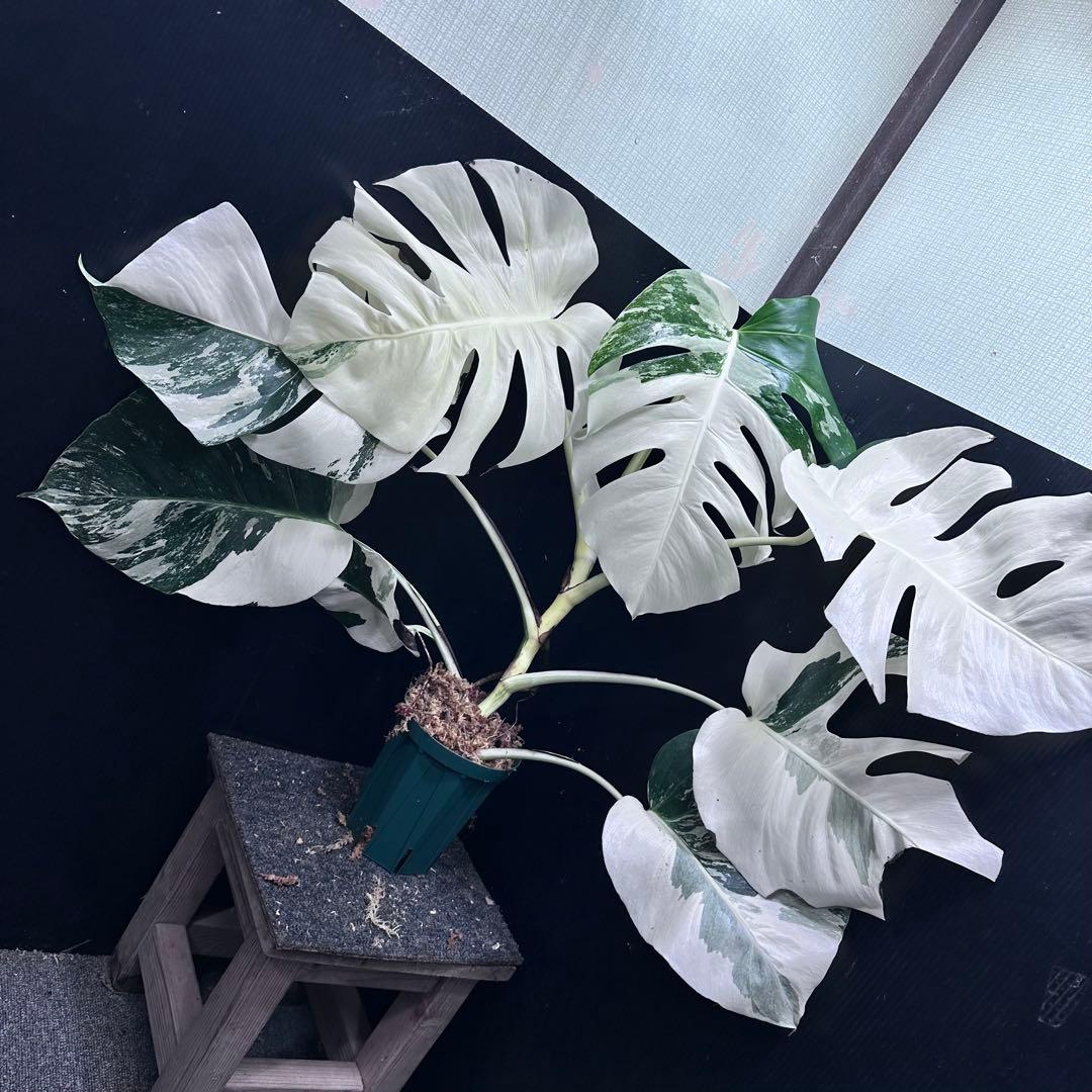 M*I様 斑入りモンステラ ホワイトタイガー極美大株58cm白斑多