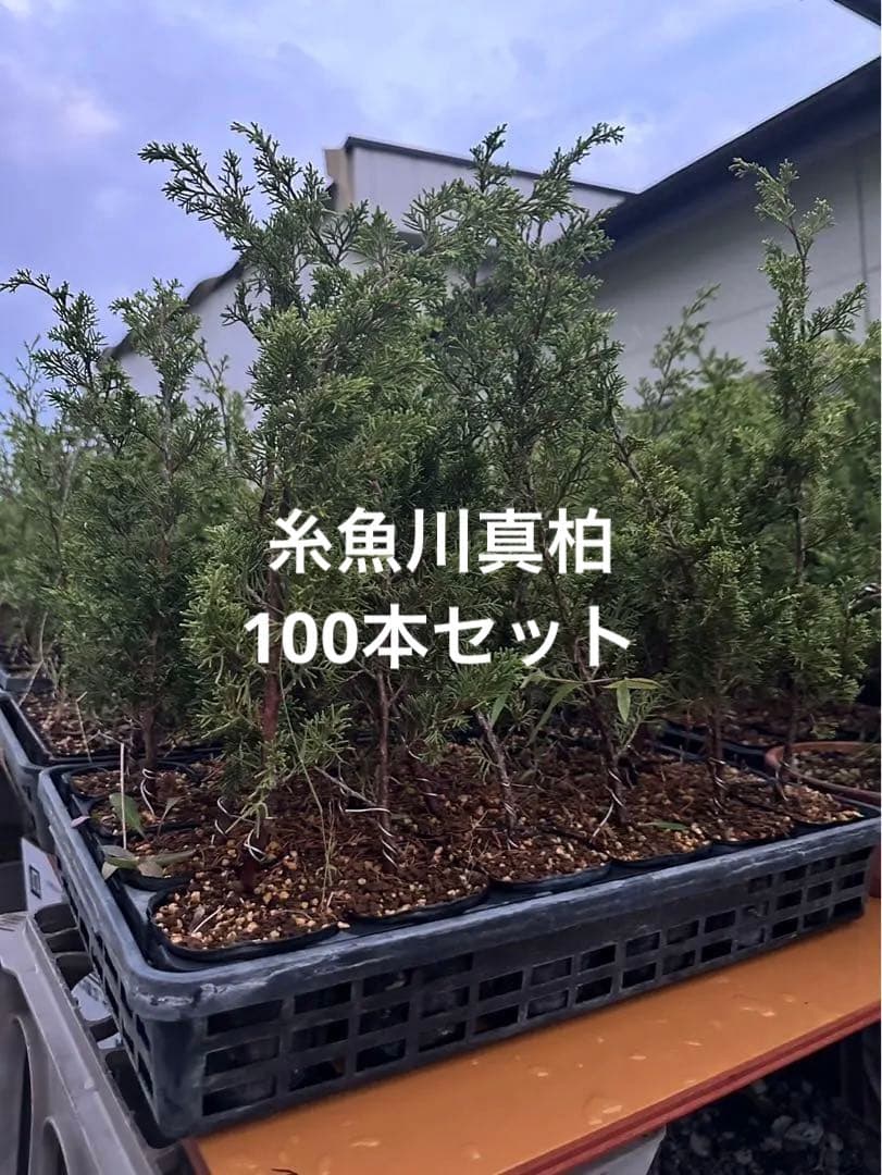 糸魚川真柏　100本セット　苗　苗木　小品盆栽　種　盆栽素材　接木素材