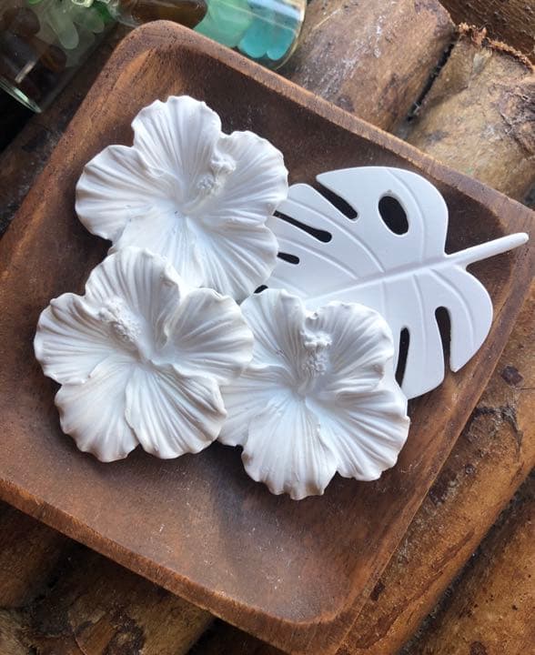 真っ白なハイビスカス＆モンステラ