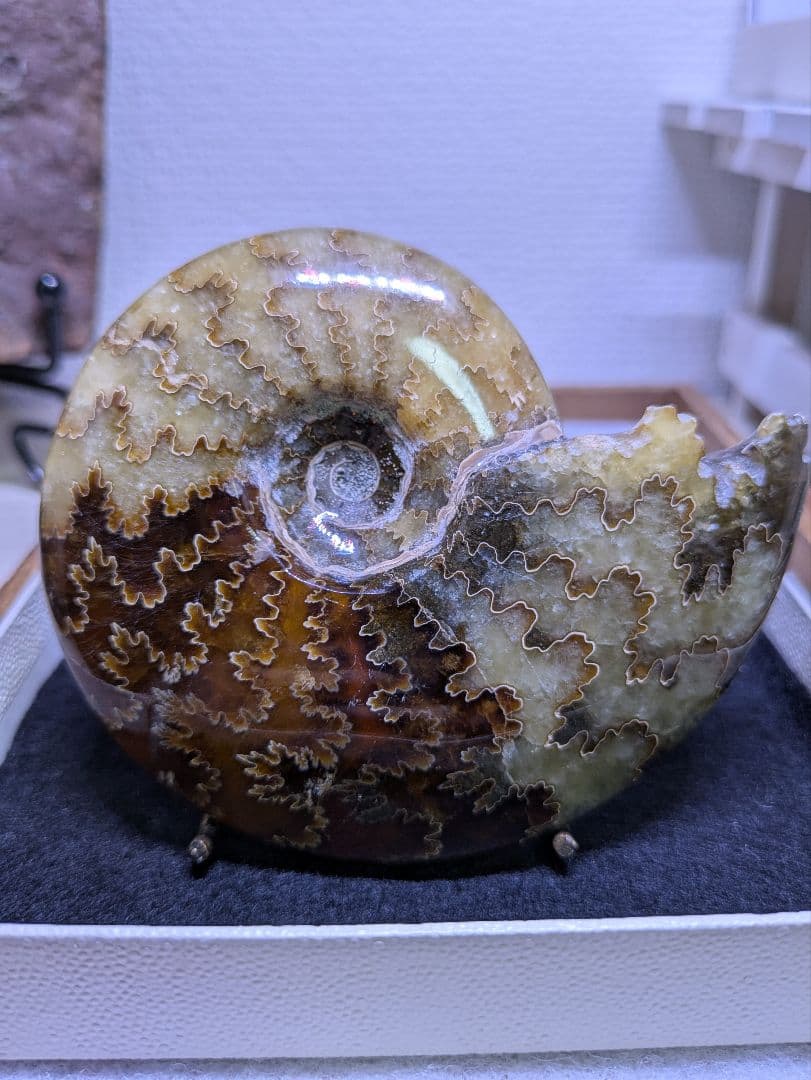 マダガスカル産　縫合糸　アンモナイト　化石　特大型　ハイクオリティ