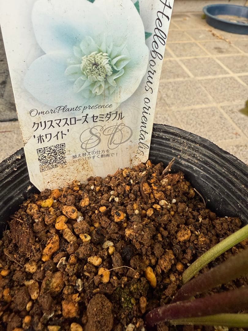 クリスマスローズ　セミダブルまとめ売り