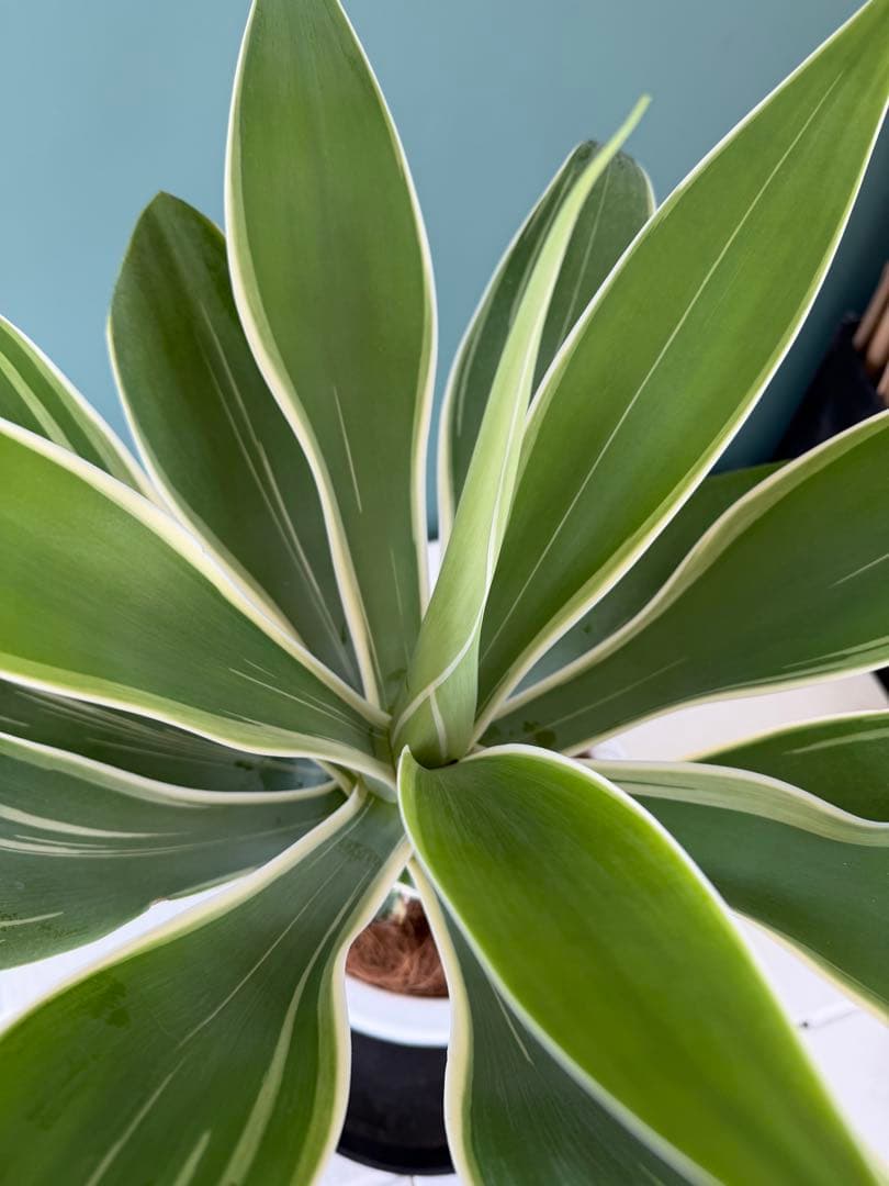 アガベ・アテナータ・レイオブライト / 大株 白覆輪 希少 レア